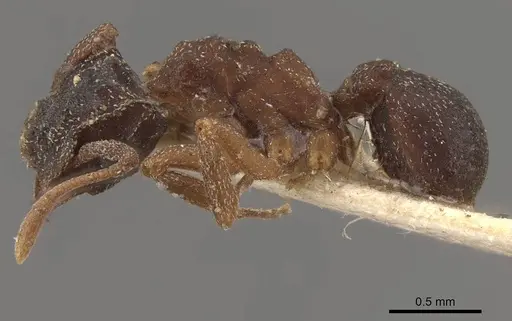 Cyphomyrmex minutus specimen CASENT0909377 image casent0909377_3