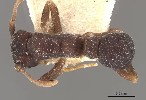 Cyphomyrmex minutus specimen CASENT0909378 image casent0909378_1