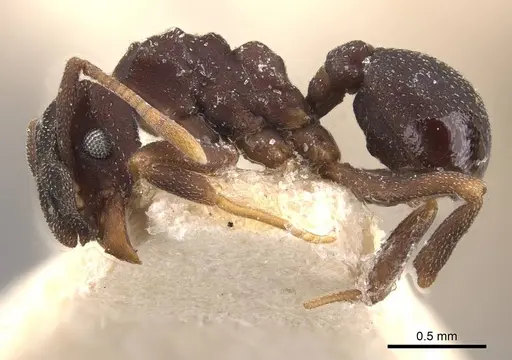 Cyphomyrmex minutus specimen CASENT0909378 image casent0909378_3