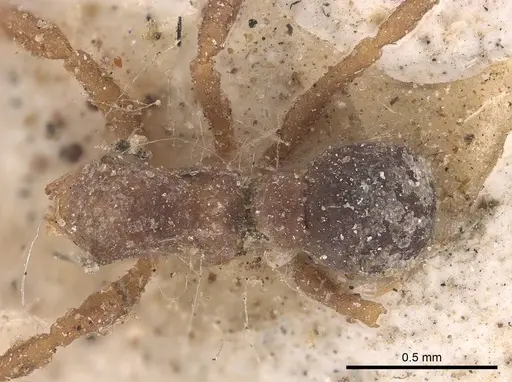 Cyphomyrmex minutus specimen CASENT0919613 image casent0919613_1