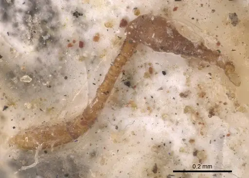 Cyphomyrmex minutus specimen CASENT0919613 image casent0919613_2