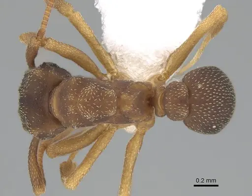 Cyphomyrmex minutus specimen CASENT0922130 image casent0922130_1