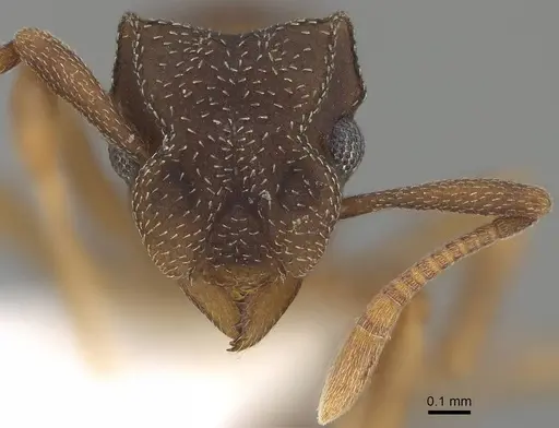 Cyphomyrmex minutus specimen CASENT0922130 image casent0922130_2