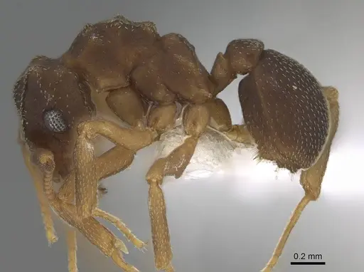 Cyphomyrmex minutus specimen CASENT0922130 image casent0922130_3