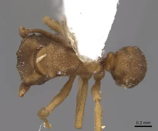 Cyphomyrmex minutus specimen CASENT0923102 image casent0923102_1