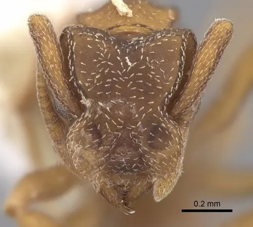 Cyphomyrmex minutus specimen CASENT0923102 image casent0923102_2