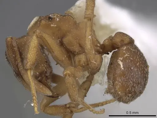 Cyphomyrmex minutus specimen CASENT0923102 image casent0923102_3