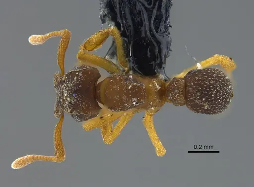 Cyphomyrmex minutus specimen CBUMAGENT41997 image cbumagent41997_1