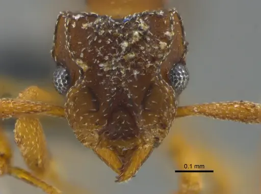 Cyphomyrmex minutus specimen CBUMAGENT41997 image cbumagent41997_2