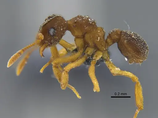 Cyphomyrmex minutus specimen CBUMAGENT41997 image cbumagent41997_3