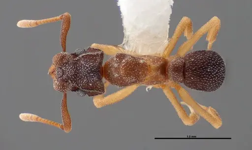 Cyphomyrmex minutus specimen FMNHINS0000062861 image fmnhins0000062861_1