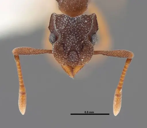 Cyphomyrmex minutus specimen FMNHINS0000062861 image fmnhins0000062861_2