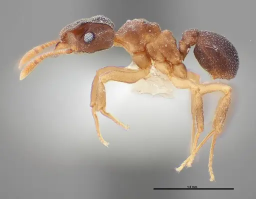 Cyphomyrmex minutus specimen FMNHINS0000062861 image fmnhins0000062861_3