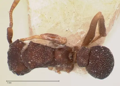Cyphomyrmex minutus specimen FOCOL0768 image focol0768_1