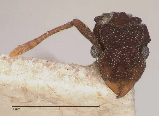 Cyphomyrmex minutus specimen FOCOL0768 image focol0768_2