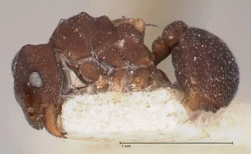 Cyphomyrmex minutus specimen FOCOL0768 image focol0768_3