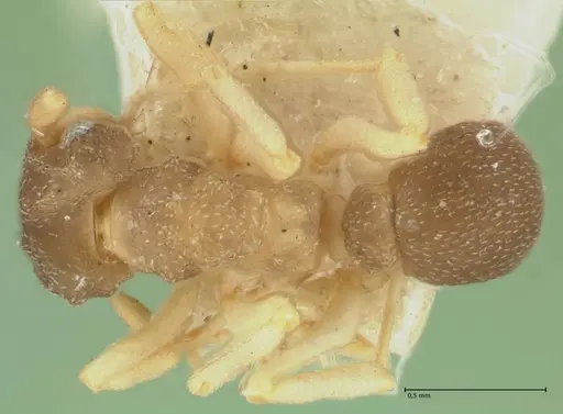 Cyphomyrmex minutus specimen FOCOL1764 image focol1764_1