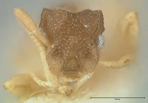 Cyphomyrmex minutus specimen FOCOL1764 image focol1764_2