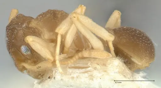 Cyphomyrmex minutus specimen FOCOL1764 image focol1764_3