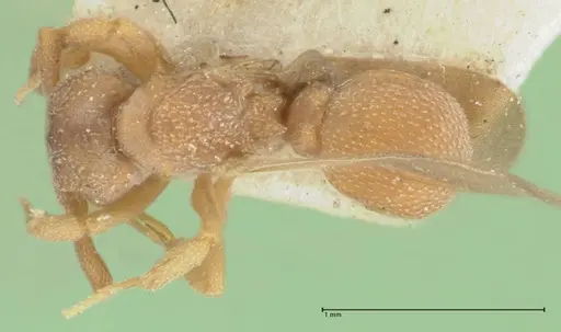 Cyphomyrmex minutus specimen FOCOL1765 image focol1765_1
