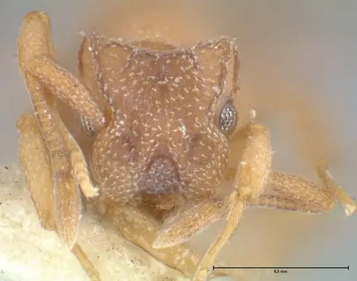 Cyphomyrmex minutus specimen FOCOL1765 image focol1765_2