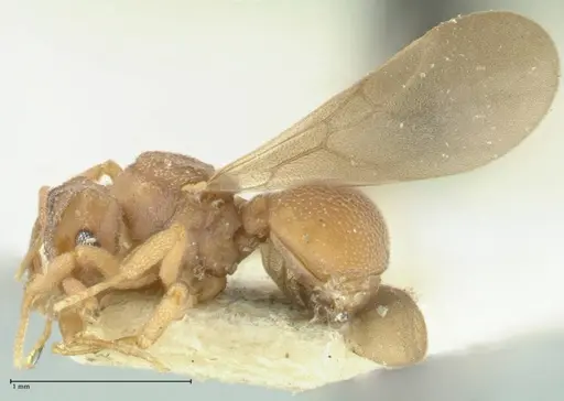 Cyphomyrmex minutus specimen FOCOL1765 image focol1765_3