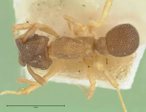 Cyphomyrmex minutus specimen FOCOL1766 image focol1766_1