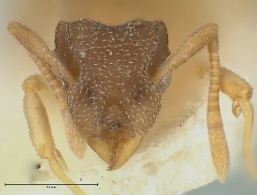 Cyphomyrmex minutus specimen FOCOL1766 image focol1766_2