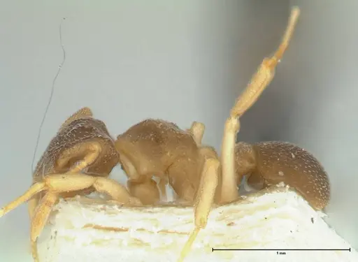 Cyphomyrmex minutus specimen FOCOL1766 image focol1766_3