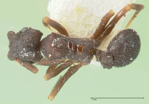 Cyphomyrmex minutus specimen FOCOL1768 image focol1768_1
