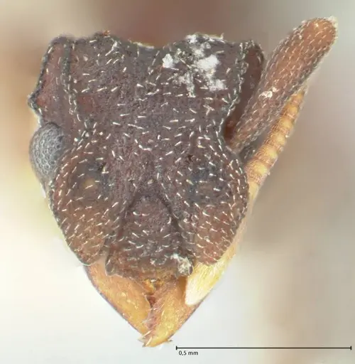 Cyphomyrmex minutus specimen FOCOL1768 image focol1768_2