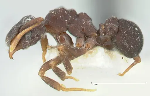Cyphomyrmex minutus specimen FOCOL1768 image focol1768_3