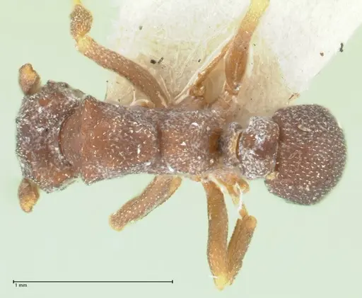Cyphomyrmex minutus specimen FOCOL1769 image focol1769_1
