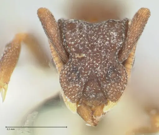 Cyphomyrmex minutus specimen FOCOL1769 image focol1769_2