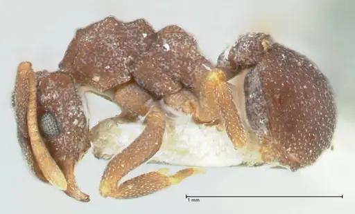Cyphomyrmex minutus specimen FOCOL1769 image focol1769_3