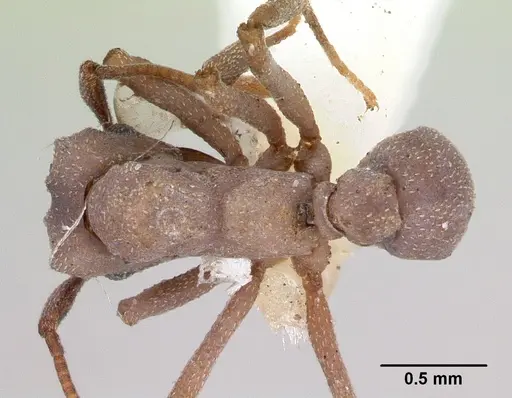 Cyphomyrmex nesiotus specimen JTLC000009386 image jtlc000009386_1