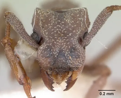 Cyphomyrmex nesiotus specimen JTLC000009386 image jtlc000009386_2