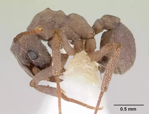 Cyphomyrmex nesiotus specimen JTLC000009386 image jtlc000009386_3