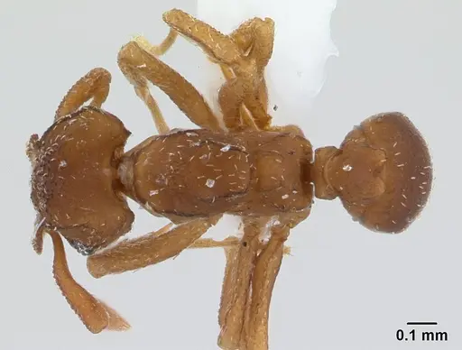 Cyphomyrmex peltatus specimen CASENT0179470 image casent0179470_1