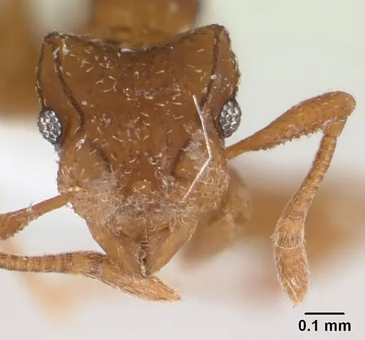 Cyphomyrmex peltatus specimen CASENT0179470 image casent0179470_2