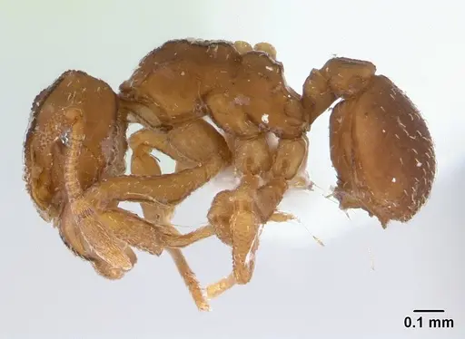 Cyphomyrmex peltatus specimen CASENT0179470 image casent0179470_3