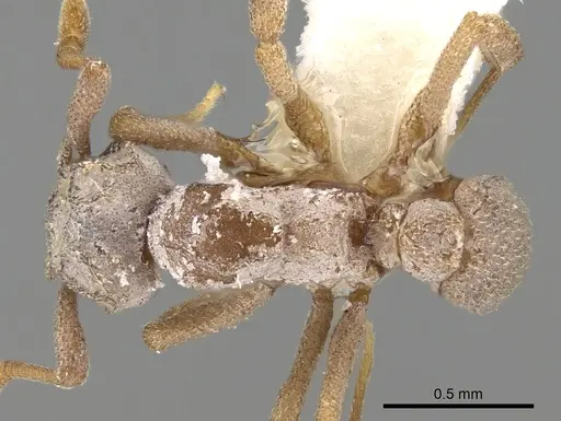 Cyphomyrmex peltatus specimen CASENT0281766 image casent0281766_1