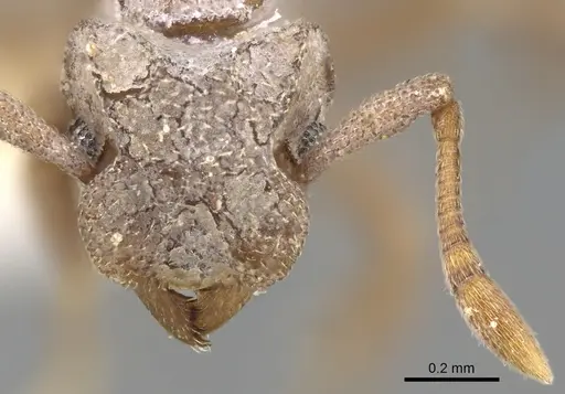 Cyphomyrmex peltatus specimen CASENT0281766 image casent0281766_2