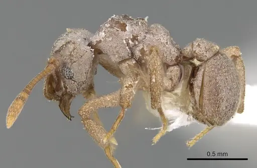 Cyphomyrmex peltatus specimen CASENT0281766 image casent0281766_3