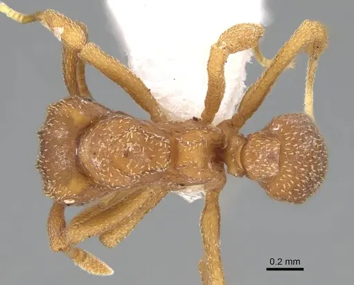Cyphomyrmex peltatus specimen CASENT0922124 image casent0922124_1