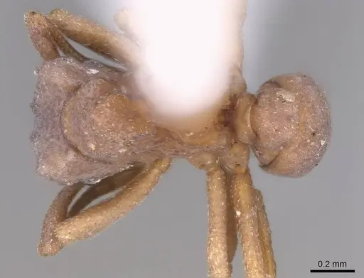 Cyphomyrmex peltatus specimen CASENT0923106 image casent0923106_1