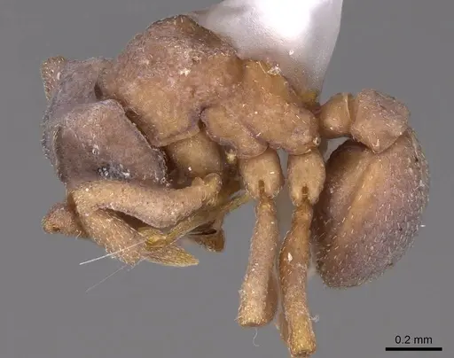 Cyphomyrmex peltatus specimen CASENT0923106 image casent0923106_3