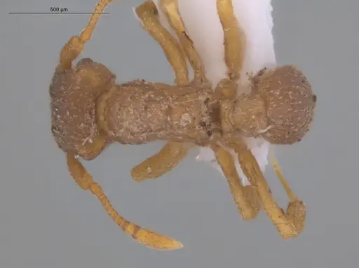 Cyphomyrmex peltatus specimen ECOFOG-CNI20-0064-04 image ecofog-cni20-0064-04_1