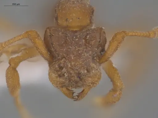 Cyphomyrmex peltatus specimen ECOFOG-CNI20-0064-04 image ecofog-cni20-0064-04_2