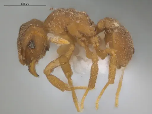 Cyphomyrmex peltatus specimen ECOFOG-CNI20-0064-04 image ecofog-cni20-0064-04_3
